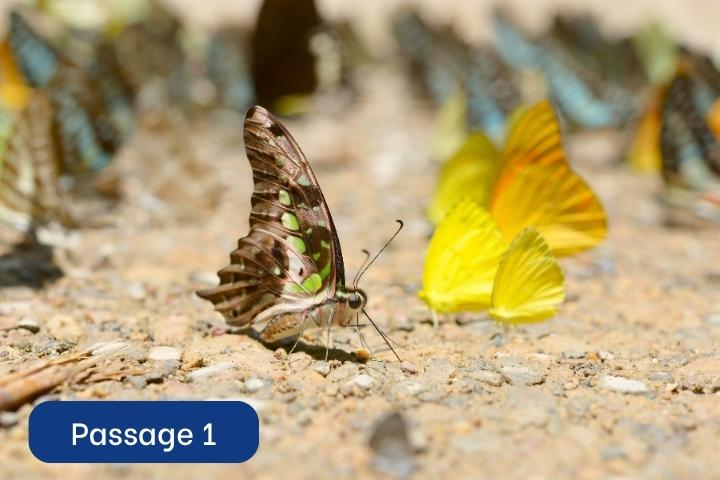 [C19 – RT4 – P1] – The impact of climate change on butterflies in ...