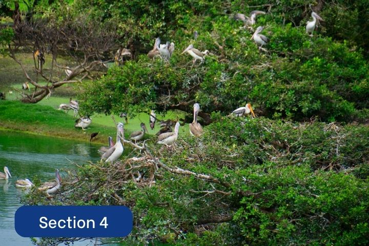 [C20 – LT4 – S4] – Research in the area around the Chembe Bird ...